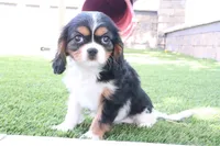 Cupcake, a female Cavalier King Charles Spaniel for sale in Charm, OH – 5 of 5