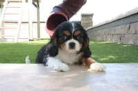 Cupcake, a female Cavalier King Charles Spaniel for sale in Charm, OH – 3 of 5