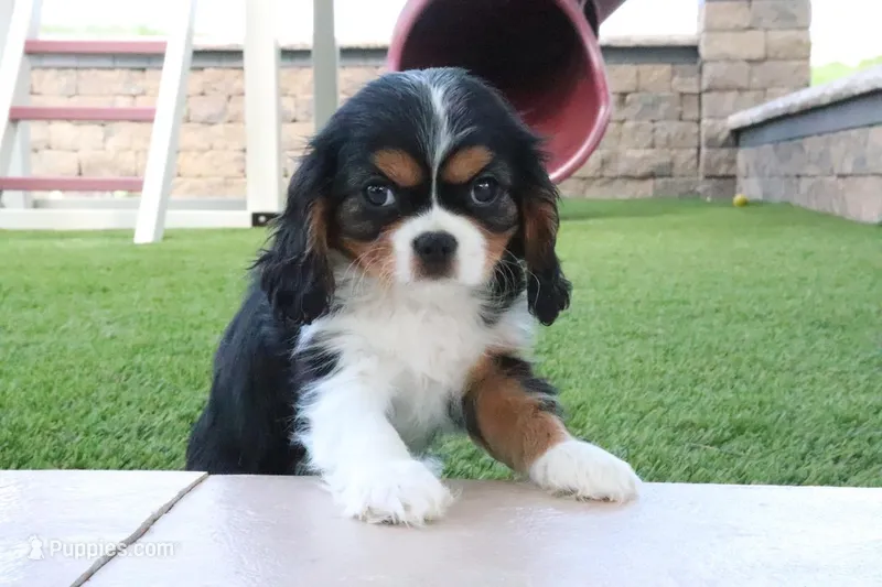 Cupcake – Cavalier King Charles Spaniel puppy for sale in Charm, OH
