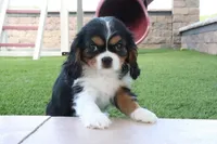 Cupcake, a female Cavalier King Charles Spaniel for sale in Charm, OH – 1 of 5