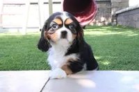 Cupcake, a female Cavalier King Charles Spaniel for sale in Charm, OH – 2 of 5