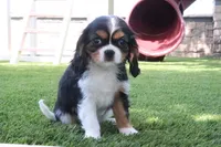 Cupcake, a female Cavalier King Charles Spaniel for sale in Charm, OH – 4 of 5