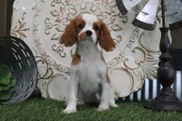 Dixie, a female Cavalier King Charles Spaniel for sale in Charm, OH – 3 of 4