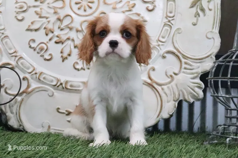 Arnie – Cavalier King Charles Spaniel puppy for sale in Charm, OH