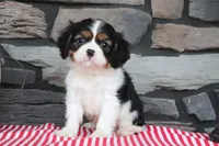 Joey, a female Cavalier King Charles Spaniel for sale in Charm, OH – 3 of 5
