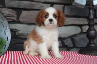 Nora, a female Cavalier King Charles Spaniel for sale in Charm, OH – 4 of 4