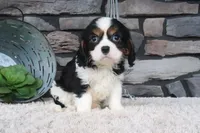 Kermit, a male Cavalier King Charles Spaniel for sale in Charm, OH – 3 of 4