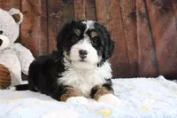 Jingle, a female Bernedoodle for sale in Charm, OH – Photo 3 of 5