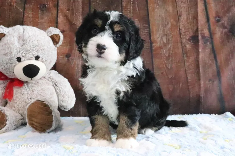 Jingle – Bernedoodle puppy for sale in Charm, OH