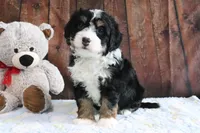 Jingle, a female Bernedoodle for sale in Charm, OH – Photo 1 of 5