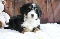 Jingle, a female Bernedoodle for sale in Charm, OH – Photo 5 of 5