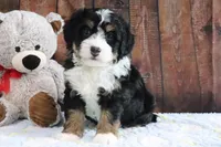 Jingle, a female Bernedoodle for sale in Charm, OH – Photo 4 of 5