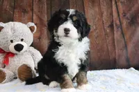 Jingle, a female Bernedoodle for sale in Charm, OH – Photo 2 of 5