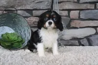 Kyra, a female Cavalier King Charles Spaniel for sale in Charm, OH – 5 of 5