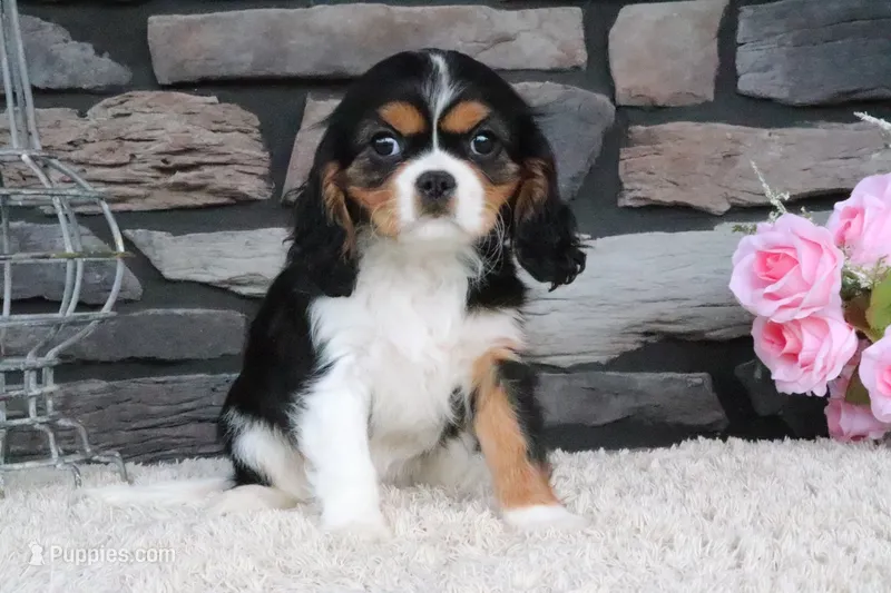 Cupcake – Cavalier King Charles Spaniel puppy for sale in Charm, OH
