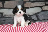 Earl, a male Cavalier King Charles Spaniel for sale in Charm, OH – 4 of 4