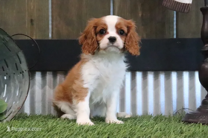 Frankie – Cavalier King Charles Spaniel puppy for sale in Charm, OH