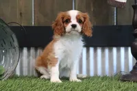 Frankie, a male Cavalier King Charles Spaniel for sale in Charm, OH – 1 of 4