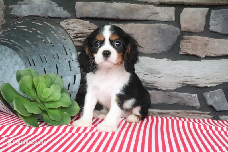 Gracie – Cavalier King Charles Spaniel puppy for sale in Charm, OH
