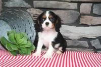 Gracie, a female Cavalier King Charles Spaniel for sale in Charm, OH – 1 of 5
