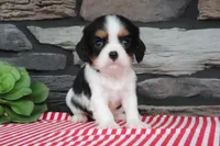 Ernestine, a male Cavalier King Charles Spaniel for sale in Charm, OH – 1 of 4