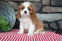 Jimbo, a female Cavalier King Charles Spaniel for sale in Charm, OH – 2 of 4