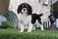 Kyra, a female Cavalier King Charles Spaniel for sale in Charm, OH – 6 of 7