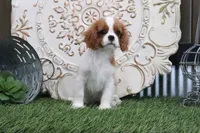 Ursula, a female Cavalier King Charles Spaniel for sale in Charm, OH – 4 of 4
