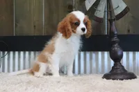 Bart, a male Cavalier King Charles Spaniel for sale in Charm, OH – 9 of 10