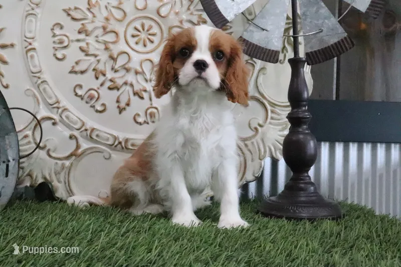 Douglas – Cavalier King Charles Spaniel puppy for sale in Charm, OH