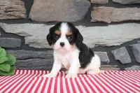 Ernestine, a male Cavalier King Charles Spaniel for sale in Charm, OH – 2 of 4