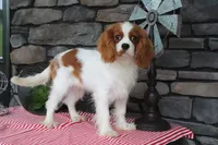 Veto, a male Cavalier King Charles Spaniel for sale in Charm, OH – 2 of 4