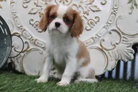 Arnie, a male Cavalier King Charles Spaniel for sale in Charm, OH – 3 of 4