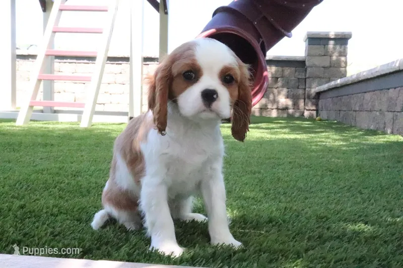 Charlotte – Cavalier King Charles Spaniel puppy for sale in Charm, OH