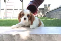 Charlotte, a female Cavalier King Charles Spaniel for sale in Charm, OH – 2 of 5