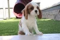 Charlotte, a female Cavalier King Charles Spaniel for sale in Charm, OH – 4 of 5