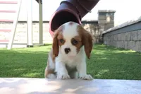 Charlotte, a female Cavalier King Charles Spaniel for sale in Charm, OH – 3 of 5