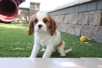 Charlotte, a female Cavalier King Charles Spaniel for sale in Charm, OH – 5 of 5