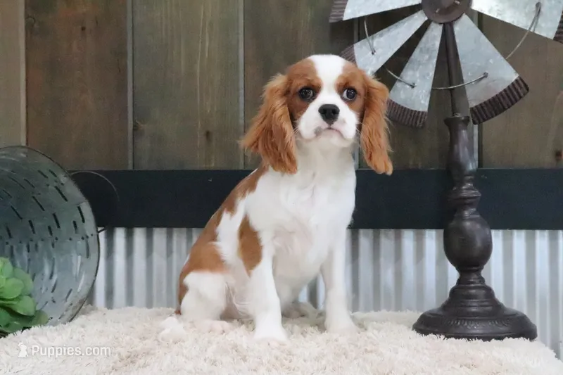 Arnie – Cavalier King Charles Spaniel puppy for sale in Charm, OH