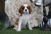 Dewey, a female Cavalier King Charles Spaniel for sale in Charm, OH – 5 of 5