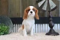 Arnie, a male Cavalier King Charles Spaniel for sale in Charm, OH – 6 of 10