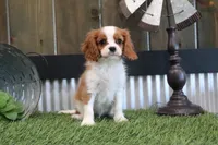 Frankie, a male Cavalier King Charles Spaniel for sale in Charm, OH – 3 of 4