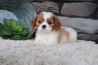 Teddy, a male Cavalier King Charles Spaniel for sale in Charm, OH – 2 of 4
