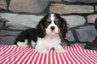 Gracie, a female Cavalier King Charles Spaniel for sale in Charm, OH – 4 of 5