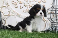 Uri, a male Cavalier King Charles Spaniel for sale in Charm, OH – 3 of 5