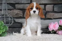 Alice, a female Cavalier King Charles Spaniel for sale in Charm, OH – 8 of 9