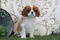 Nixson, a male Cavalier King Charles Spaniel for sale in Charm, OH – Photo 5 of 7