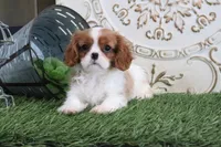 Nixson, a male Cavalier King Charles Spaniel for sale in Charm, OH – Photo 4 of 7