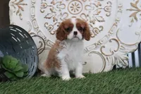 Nixson, a male Cavalier King Charles Spaniel for sale in Charm, OH – Photo 6 of 7
