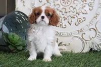 Nixson, a male Cavalier King Charles Spaniel for sale in Charm, OH – Photo 7 of 7